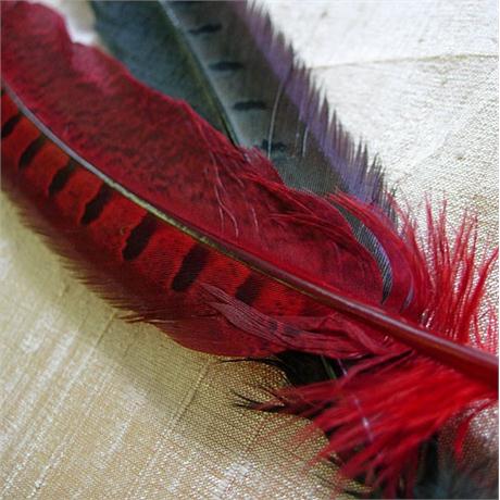 Dyed Pheasant Side Feather Image 1